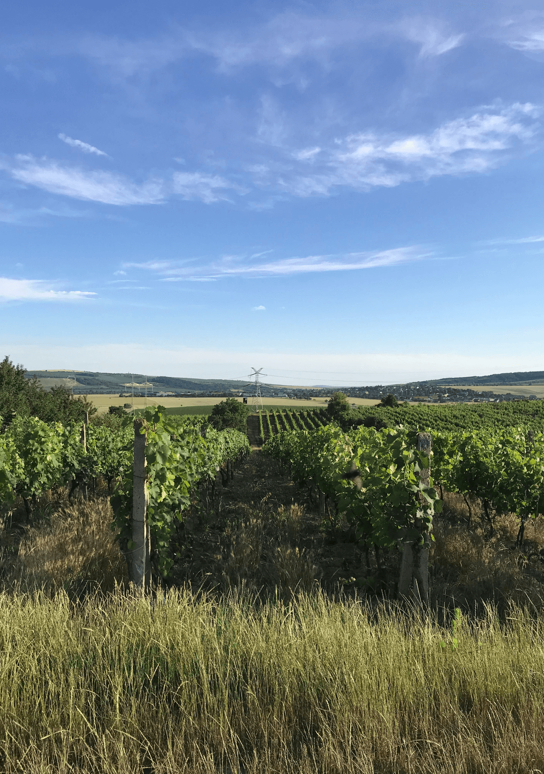 Trať Barany (Stádliska)