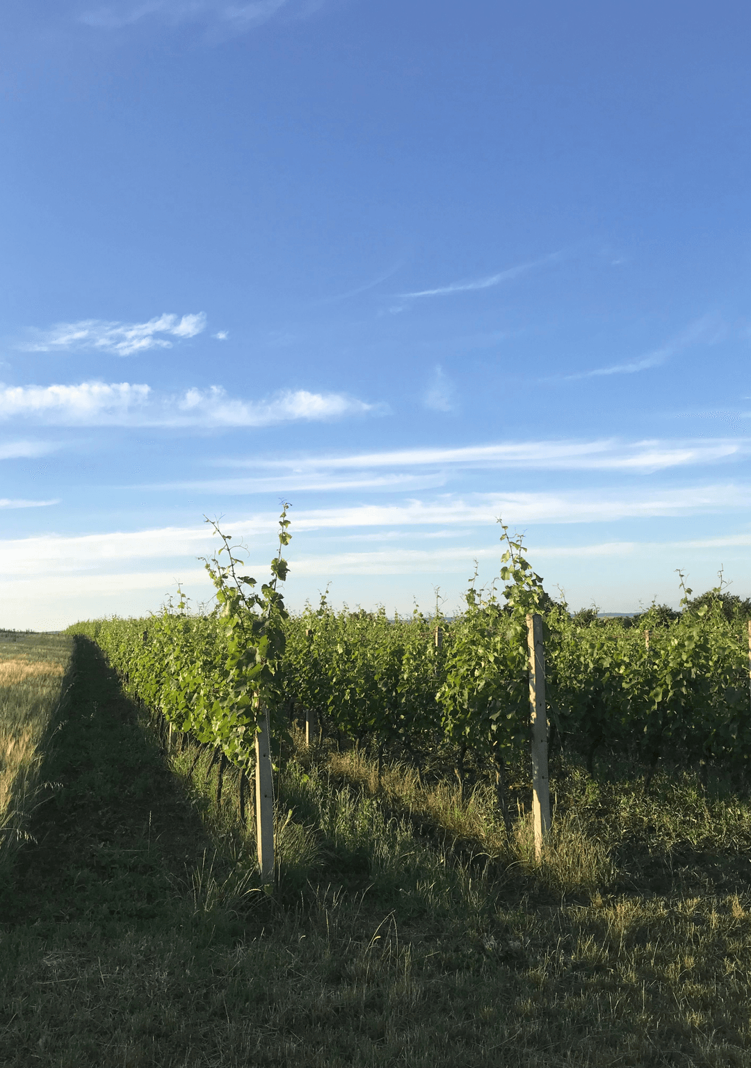 Trať prostřední díle (Novosády)